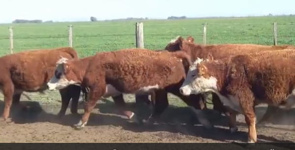 Lote 60 NOVILLITOS, CNEL. SUAREZ, PCIA. DE BS. AS.