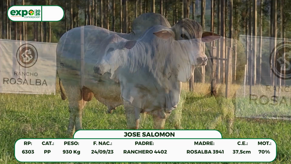Lote Machos, Concepción