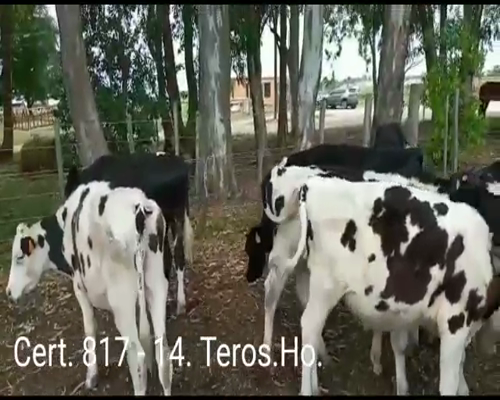 Lote TERNEROS