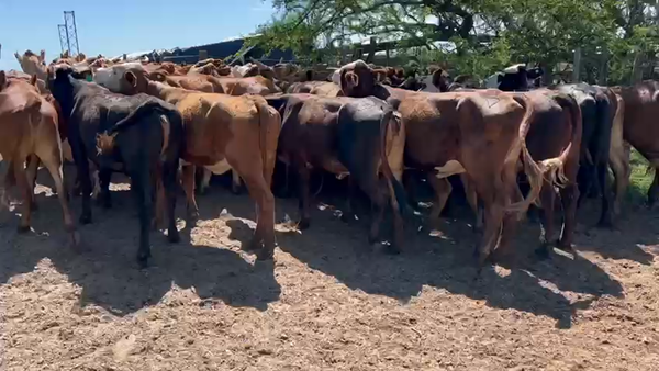Lote 45 Vaquillonas en Esquina, Corrientes