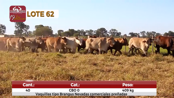 Lote Reproductores de Alborada - Lote 62