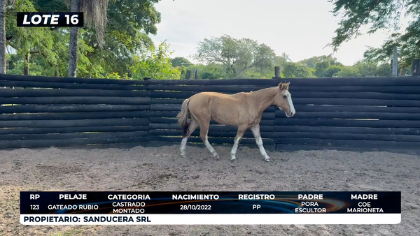 Lote LOTE 16
