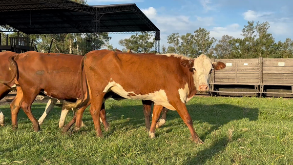 Lote 10 Vaquillonas C/ gtia de preñez