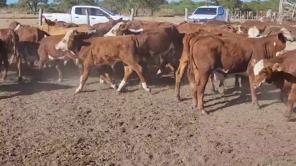 Lote 120 Terneros/as en Villaguay, Entre Ríos