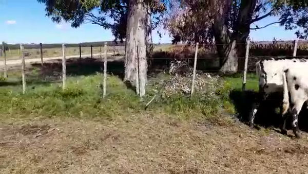 Lote 12 Terneros en San José