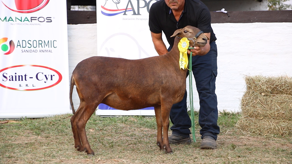 Lote Lote 25 - Ovinos