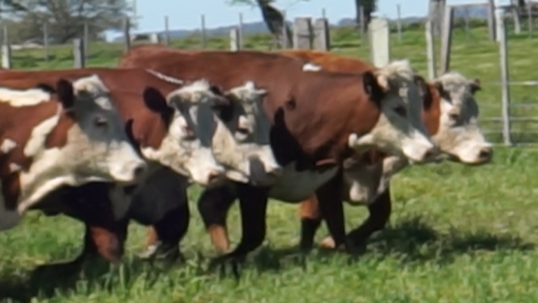 Lote 15 Vaquillonas , Salto