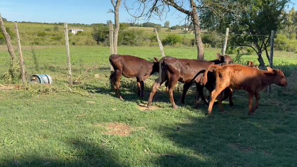 Lote TERNERAS