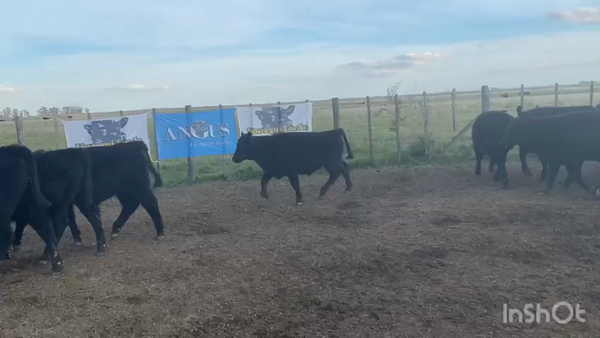 Lote 60 Terneros