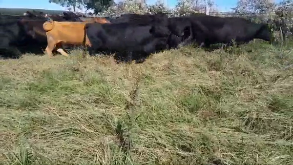 Lote 40 Novillos en Colón, Entre Ríos