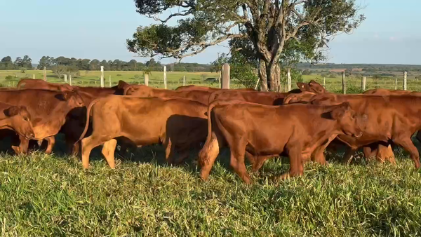 Lote 100 Novillos en Ituzaingó, Corrientes