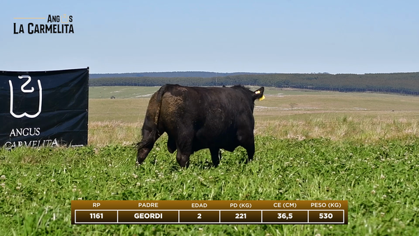 Lote RP 1161 - Angus La Carmelita