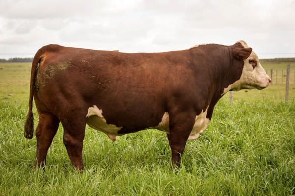 Lote POLLED HEREFORD