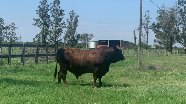 Lote TORO BRANGUS