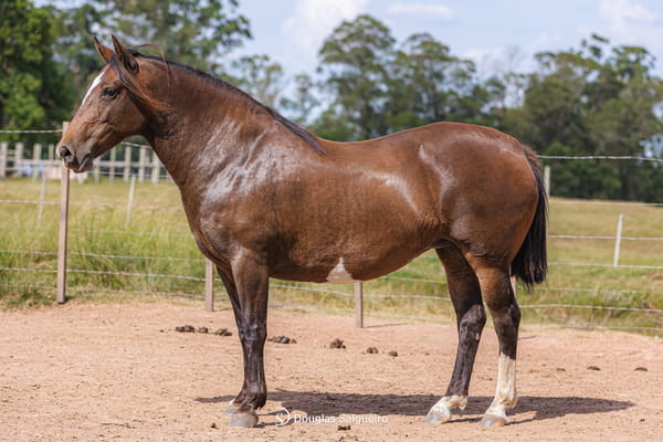 Lote BARBACOA  DE LA NATIVA