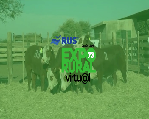 Lote VAQ BRAFORD PREÑADA ORIGEN