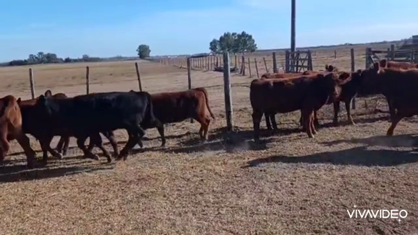 Lote 24 Terneras en Brandsen, Buenos Aires