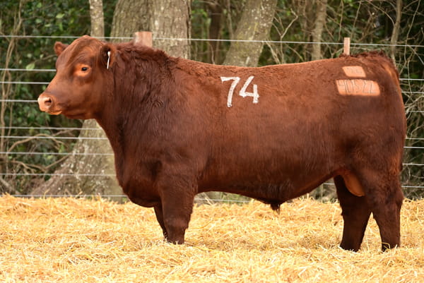 40522 — TOROS ANGUS PC