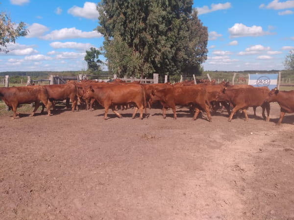 Lote SAENZ VALIENTE, BULLRICH Y Cia. S.A.