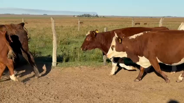 Lote 30 Vacas usadas preñadas en Corrientes, Mariano I. Loza