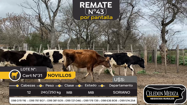 Lote 12 Novillos en José Enrique Rodó, Soriano