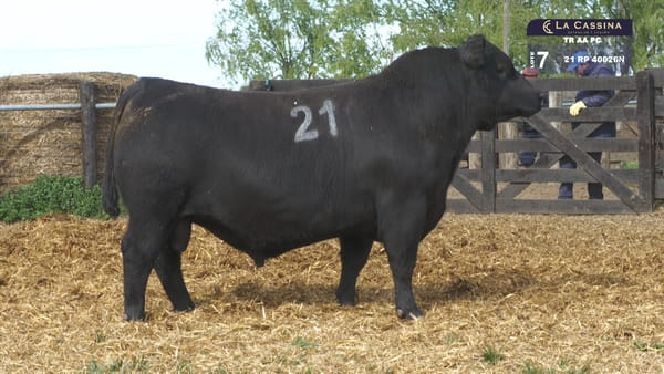 21 -  40026N — TOROS ANGUS PURO CONTROLADO