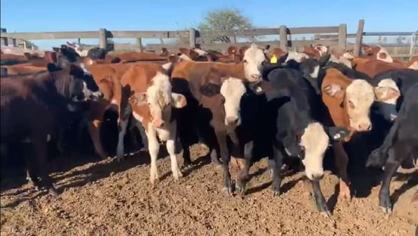 Lote 200 Terneras en Tostado, Santa Fe