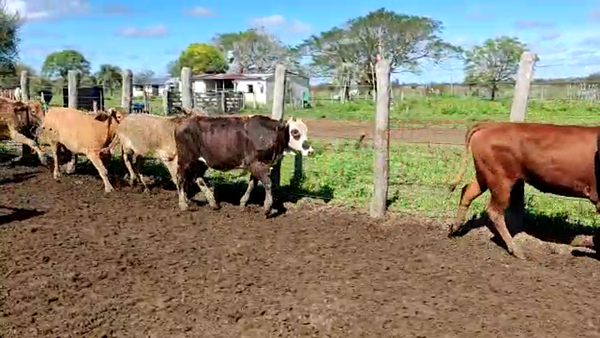 Lote 60 Novillitos en San Luis del Palmar, Corrientes