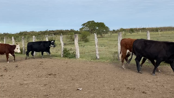 Lote 40 Vaquillonas preñadas en Esquina, Corrientes