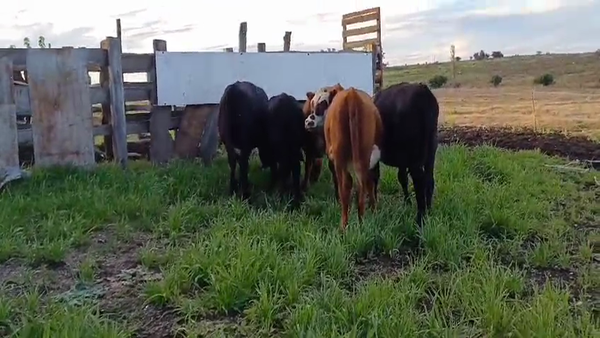 Lote 5 Terneros y Terneras AA y Aa/ HE 150kg -  en Piedra Chata