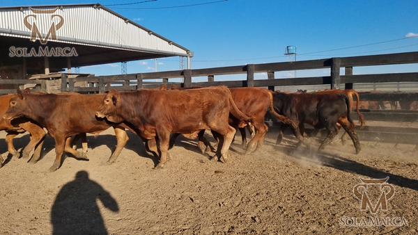 Lote Terneros Cbo 2