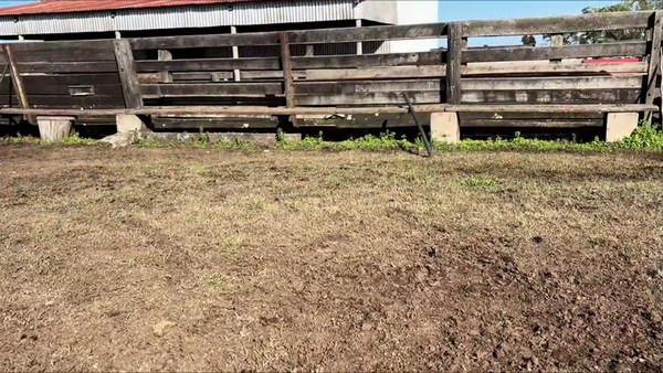 Lote OVEJAS PREÑADAS