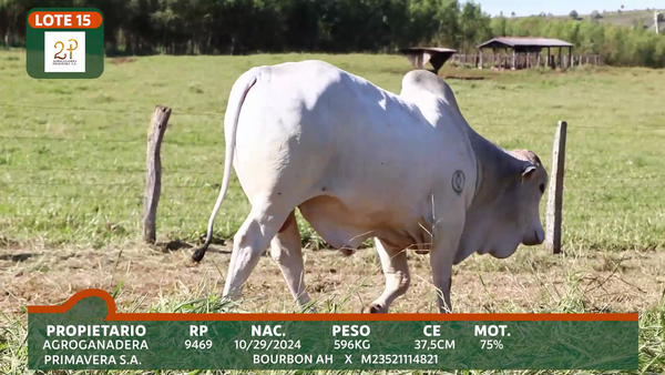 Lote 2P PRIMAVERA