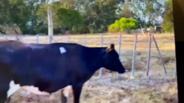 Lote 3 Vaquillonas Jersey