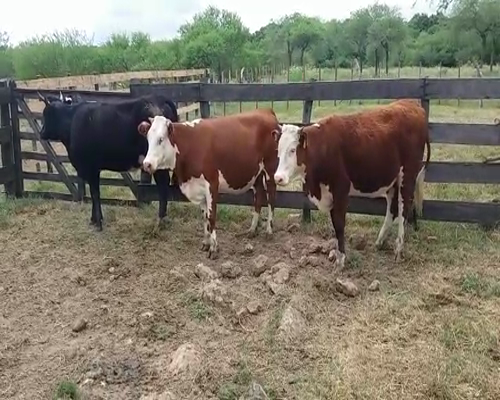 Lote (Vendido)3 Vaquillonas preñadas HE/ AA en POLANCOS