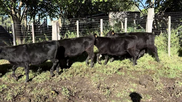 Lote TERNEROS Y TERNERAS