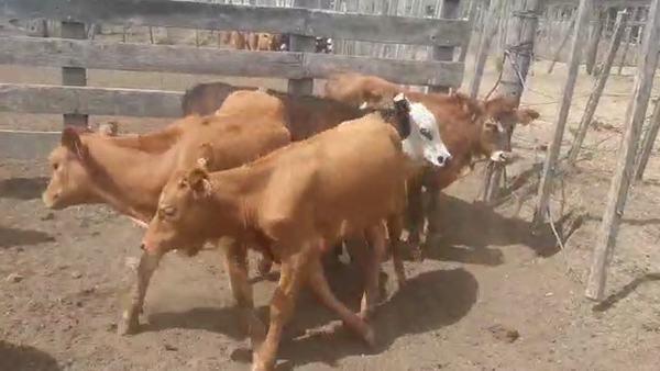 Lote 8 Terneros Cruzas Carniceros en Ruta 23 Km 122