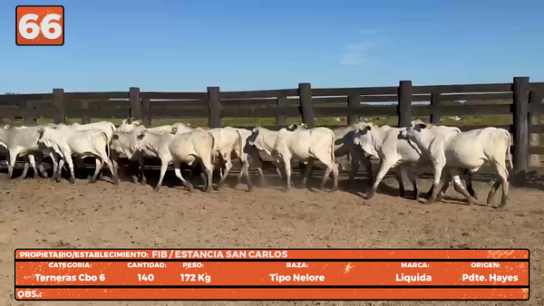 Lote LOTE 66