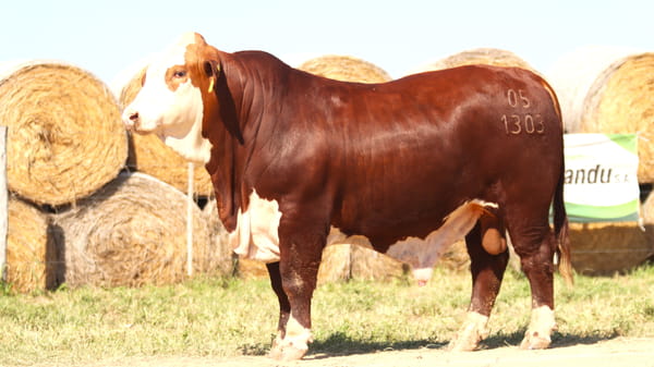 Lote LOTE 31