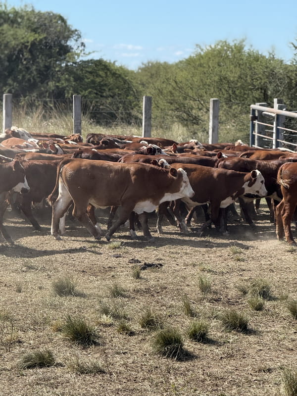 60 Terneros en Corrientes, Mercedes