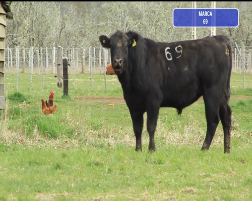 Lote 1 Toro en Coyhaique, XI Región Aysén