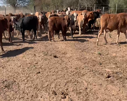 Lote 47 Novillitos en Juan José Castelli, Chaco