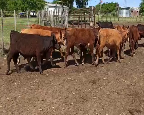 Lote 70 Terneros/as en San Salvador, Entre Ríos