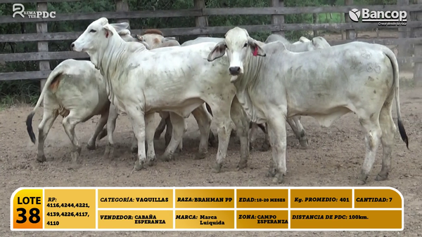 Lote 7 Vaquillas BRAHMAN PP, Boquerón