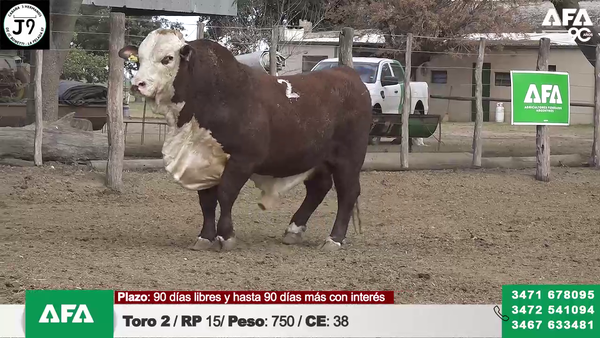 Lote "Cabaña ""3 HERMANOS"" Toros"