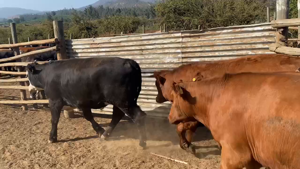 Lote 20 Novillo Gordo en Casablanca, V  Región Valparaíso