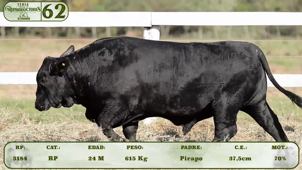 Lote LOTE 62
