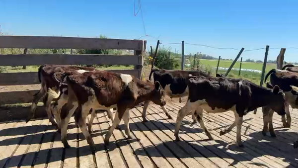 Lote TERNEROS