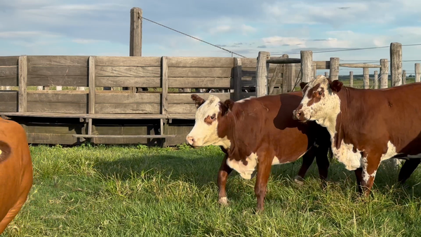 Lote 5 Vaquillonas C/ gtia de preñez