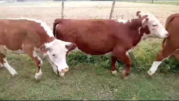 Lote 32 Novillitos en Lobos, Buenos Aires